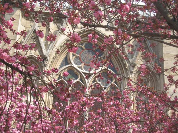 Notre Dame Cherry Trees